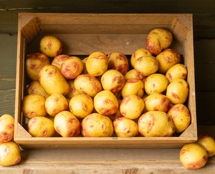 Potatoes - Bakers