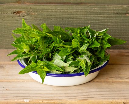 Herbs - Mint