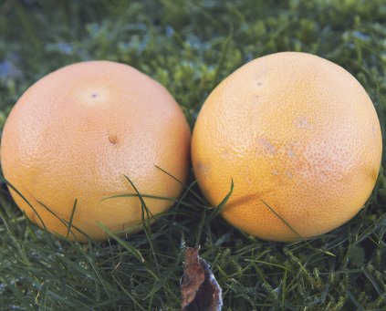 Grapefruit (approx 500g)