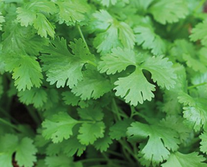 Coriander (50g)