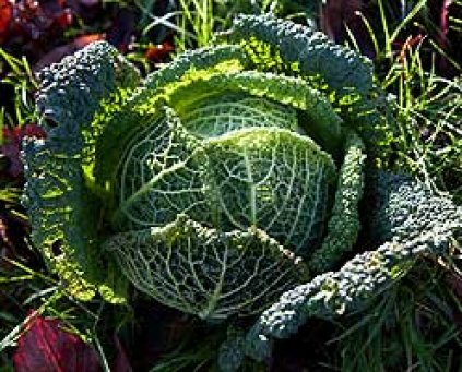Cabbage (Savoy)  (Cornwall)