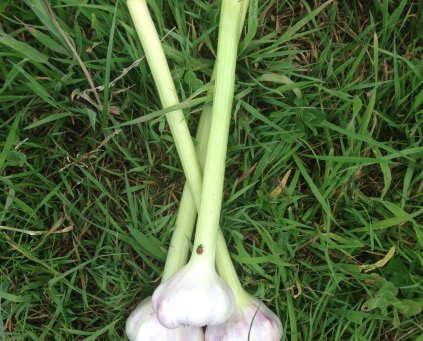 Garlic (Wet) (1 bulb)