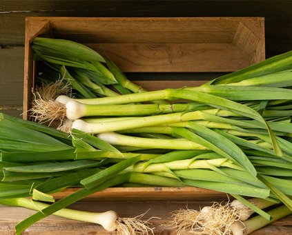 Wet Garlic