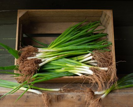 Spring Onions