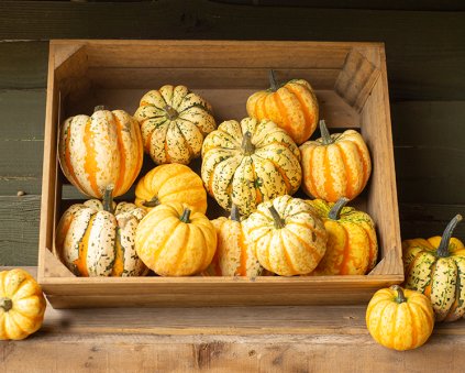 Squash