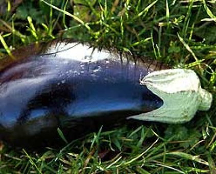 Aubergine (approx 400g) - (Glos)