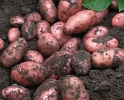Potatoes (Axona) 1kg (UK)