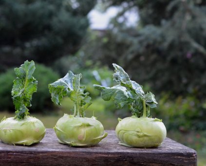 Kohl Rabi (1)
