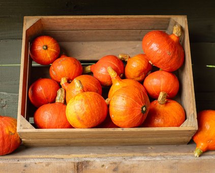 Squash