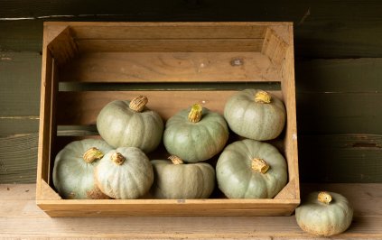 Squash