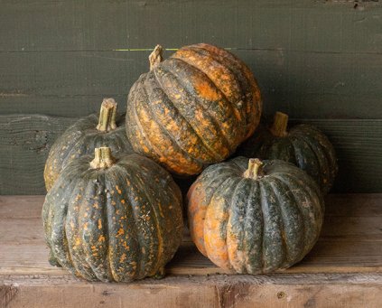 Winter Squash