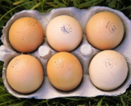 Eggs