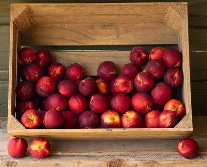 Nectarines