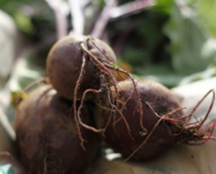 Beetroot (Bunched)