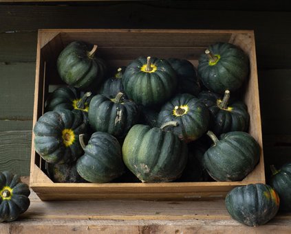 Squash