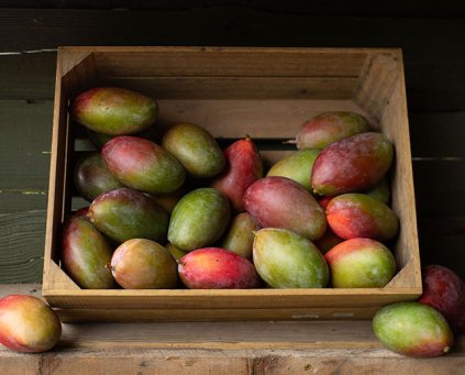 Mango