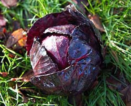 Cabbage (Red) (NL)