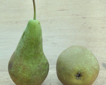 Pears (Conference) 500g - SPA