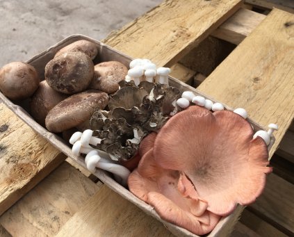 Gourmet Mushroom Medley