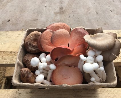 Gourmet Mushroom Medley