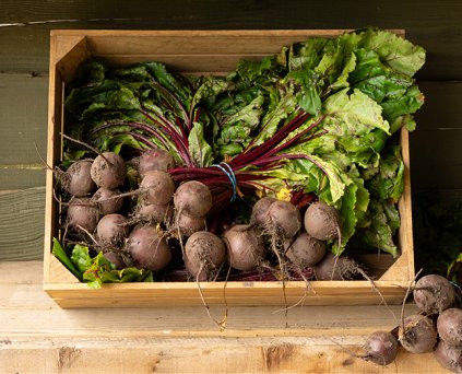 Beetroot - Bunched
