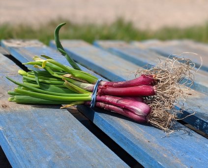 Spring/Salad Onions (Our Field)