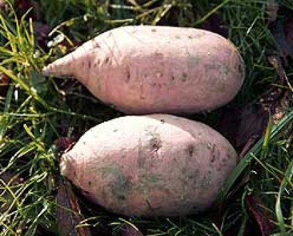 Sweet Potatoes 1kg