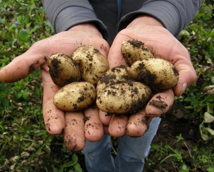Potatoes (White) (1kg) (Somerset)