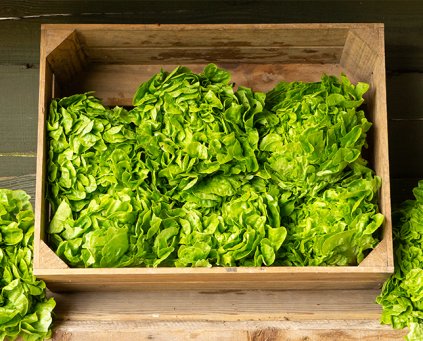 Lettuce - Green
