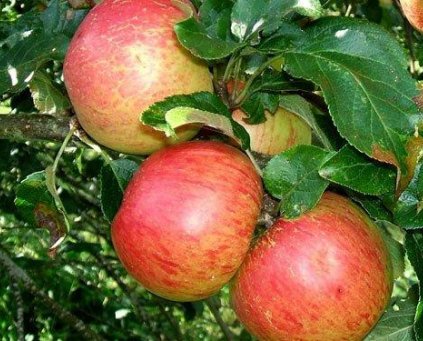 Apples (Various) (ITA) kg