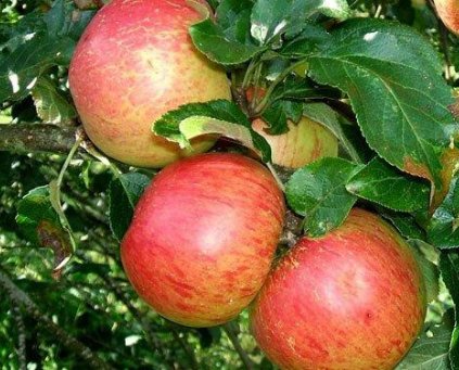 Apples (Cripps Pink) (ITA) 1kg