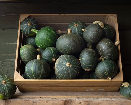 Squash