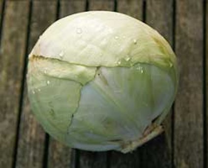 Cabbage (White) (Somerset)