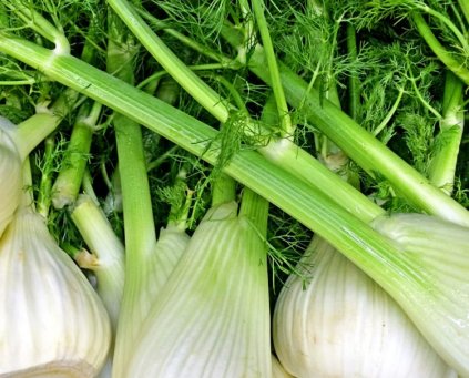 Fennel (With Fronds) (350g) Somerset