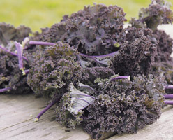 Kale (Red Curly) (Our Field)