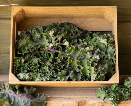 Kale - Red Curly