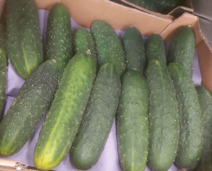 Cucumber - French (SPA) (Approx 300g)