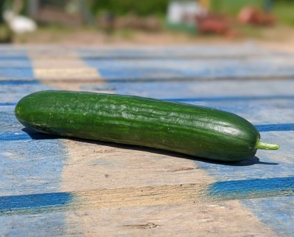 Cucumber Mini (Glos) (approx 300g)