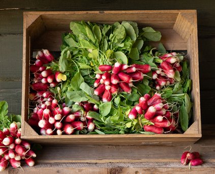 Radishes