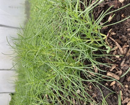 Agretti (Monk's Beard (100g)