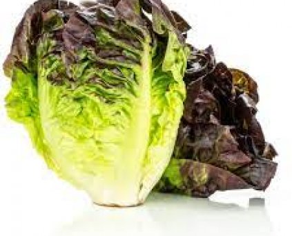 Lettuce