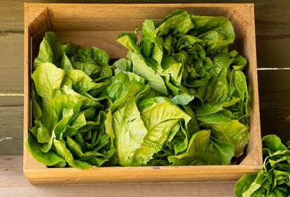 Lettuce (Cos)