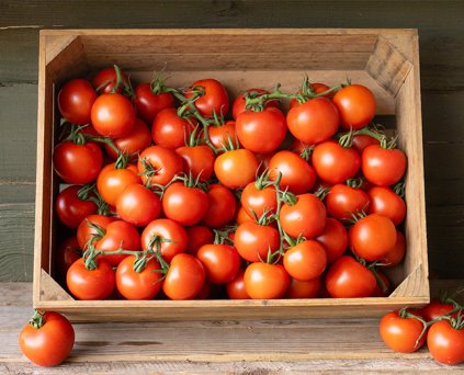 Tomato - Vine