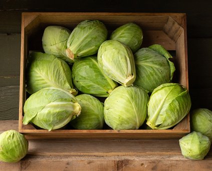 Cabbage - Hispi