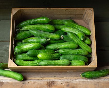 Cucumber - Midi