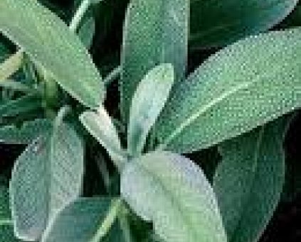 Herbs - Sage 