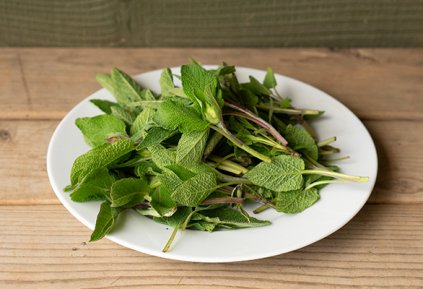Herbs - Sage 