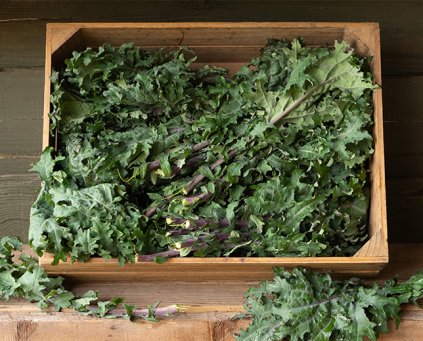 Kale - Red Russian