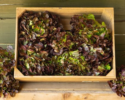 Lettuce - Red