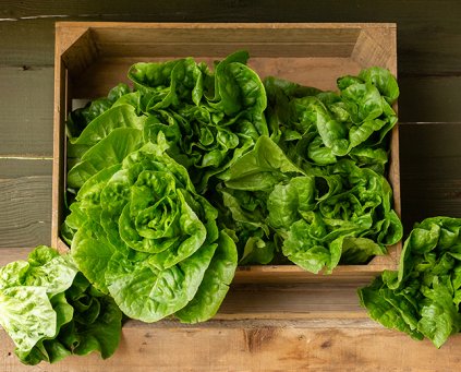 Lettuce (Green Butterhead)